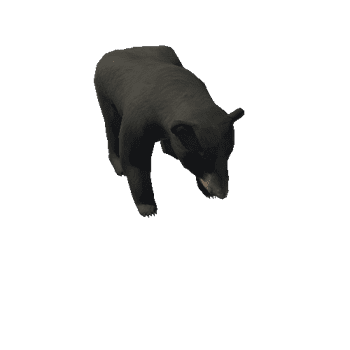 Bear