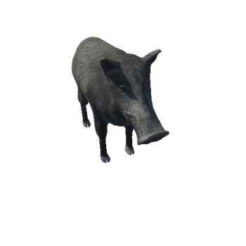 Boar