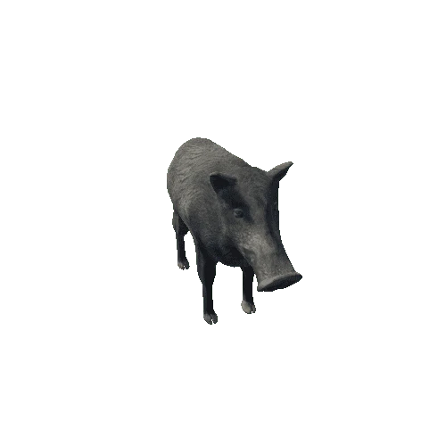 Boar