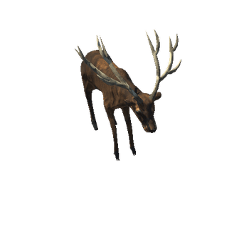 Deer