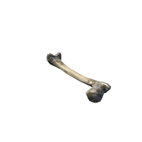 Bone01