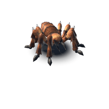 Spider_01