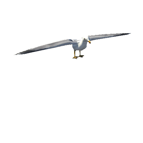 SeagullModel