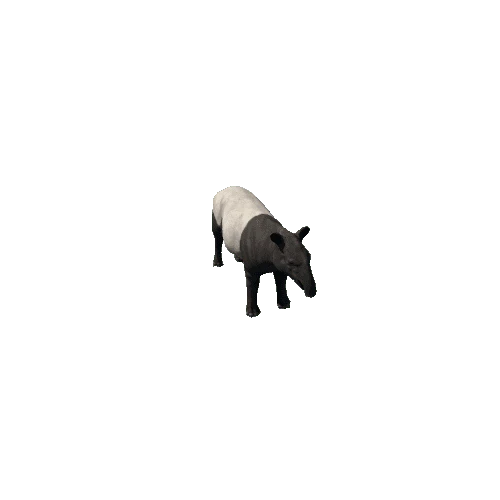 Tapir_SV_IP_LP_B&W