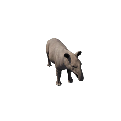 Tapir_SV_RM