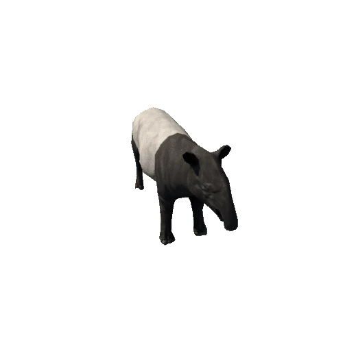 Tapir_SV_RM_SLP_B&W