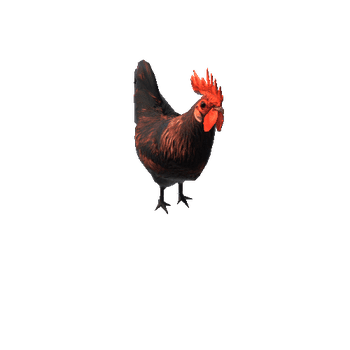 RoosterColor2