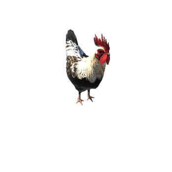 RoosterColor3