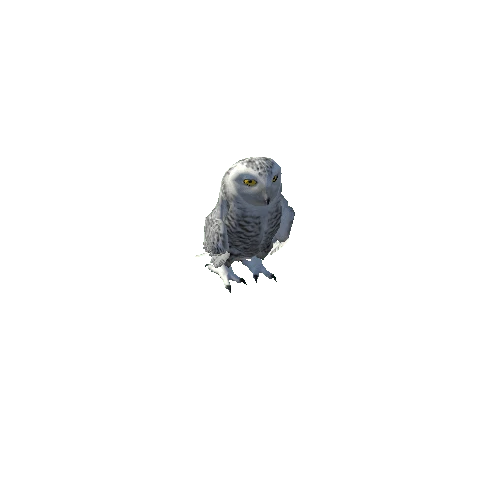 SnowyOwl