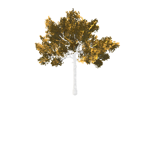 BeecthTree02GoldA2