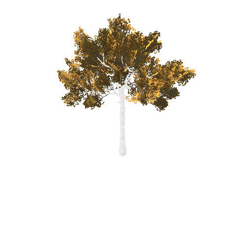 BeecthTree02GoldB