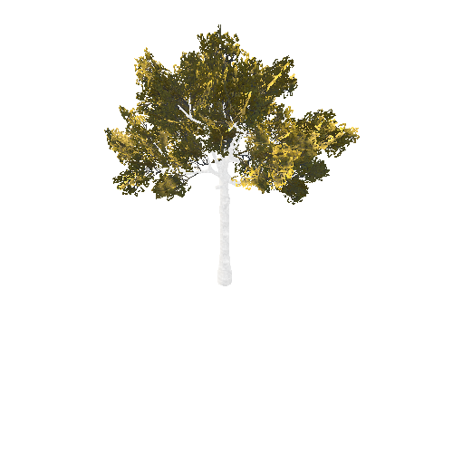 BeecthTree02GoldC