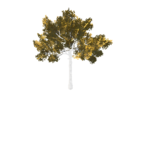 BeecthTree02GoldC2