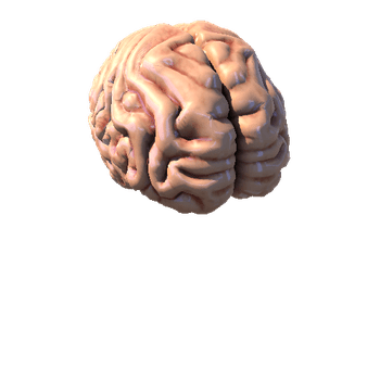 FULL_BRAIN_MESH HUMAN BRAIN