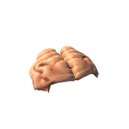 Occipital_Lobe