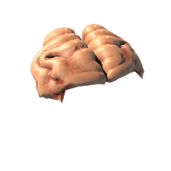 Occipital_Lobe_1