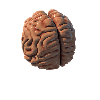 Frontal_Brain_003