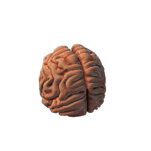 Frontal_Brain_003