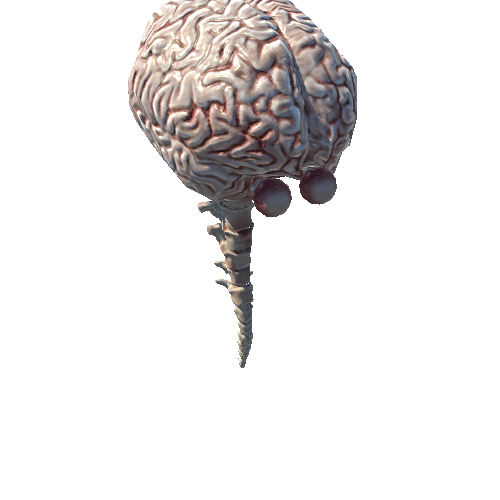 Brain