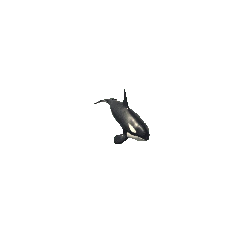 Killer_whale_SV_IP_LP