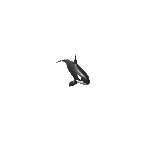 Killer_whale_SV_IP_SLP