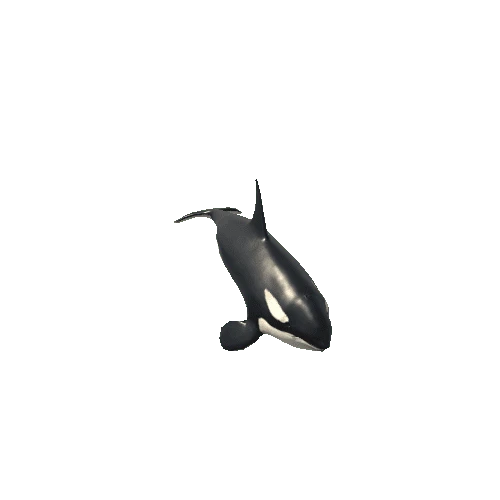 Killer_whale_SV_RM_LP