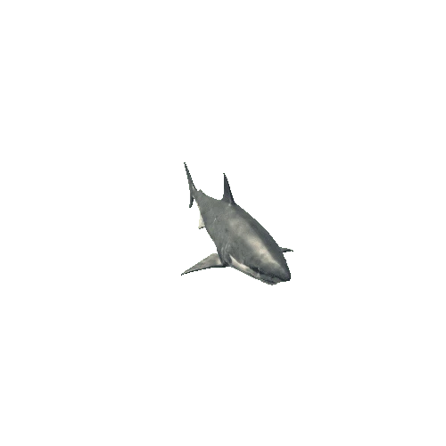 Shark_SV_RM_LP