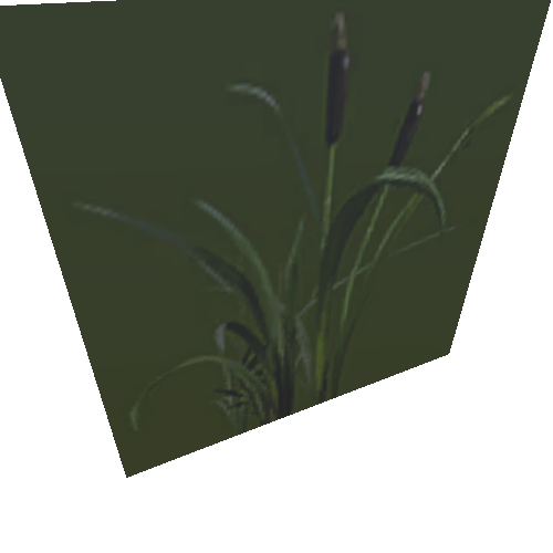 plants_k011