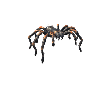 RedKneeTarantula