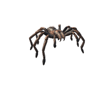 RoseTarantula