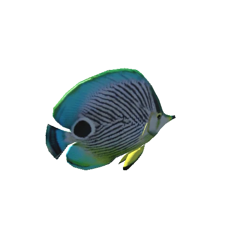 Foureye_butterfly_fish_prefab