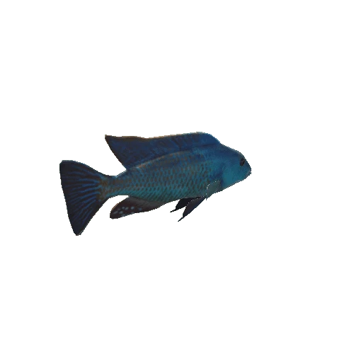 Nimbochromis_prefab