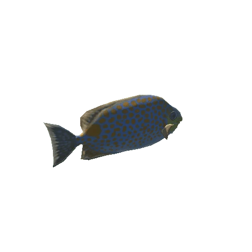 Siganus_guttatus_prefab