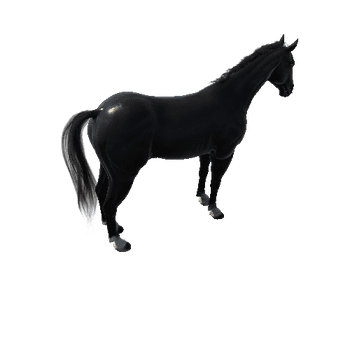 Horse_Black