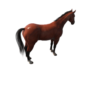 Horse_Brown