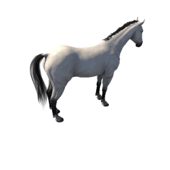 Horse_White