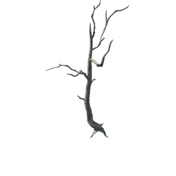 Tree_03