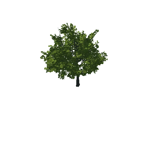 Tree_03