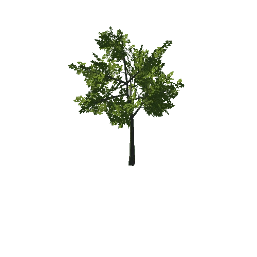 Tree_05