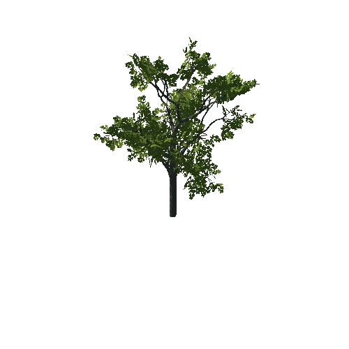 Tree_06