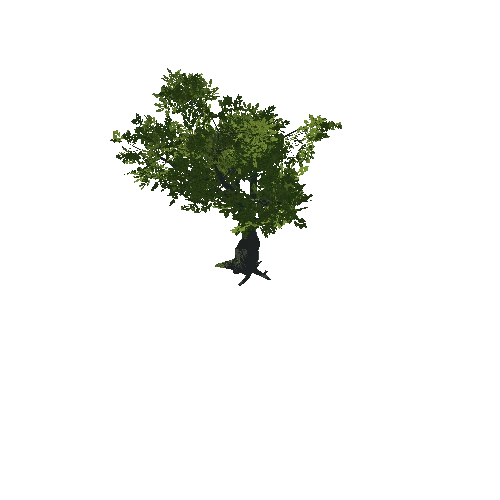 Tree_07