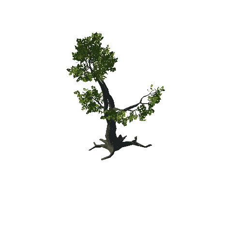 Tree_10