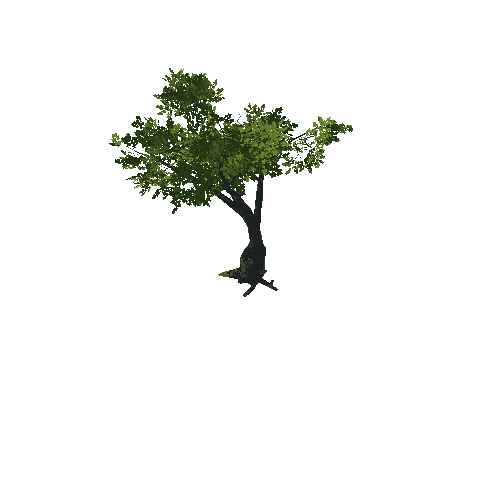 Tree_16