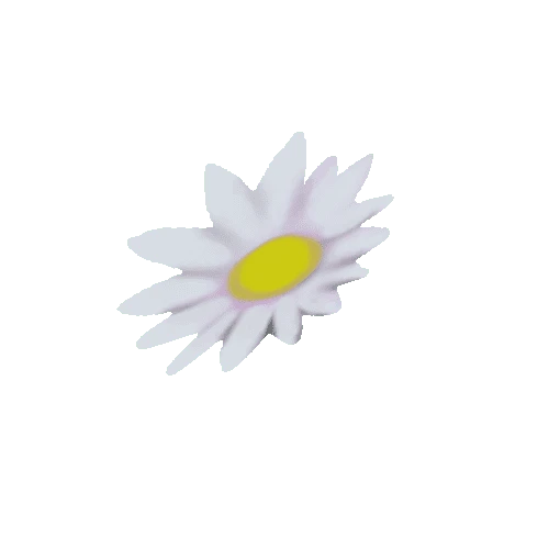 Flower_Daisy