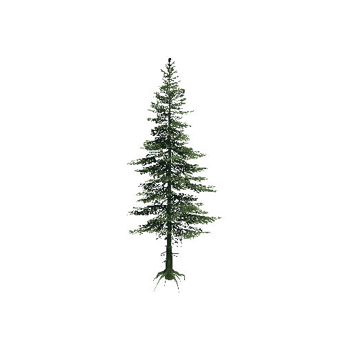 Fir_01