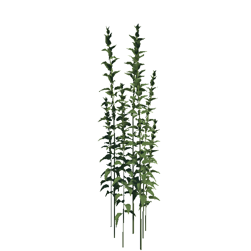 Nettle_01