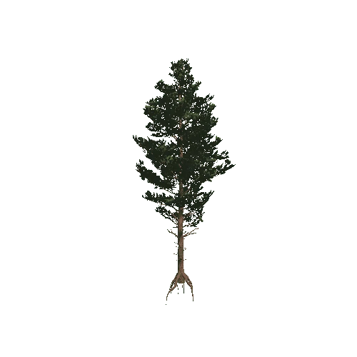 Pine_01