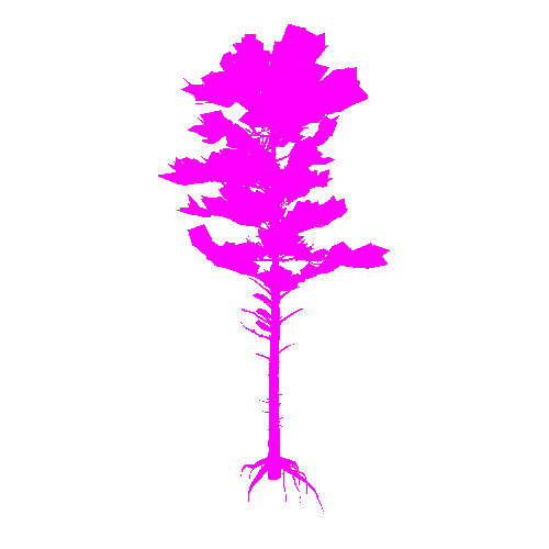 Pine_03