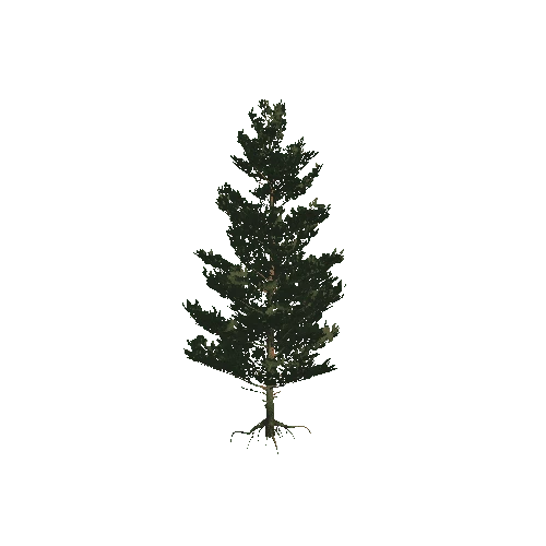 Pine_04