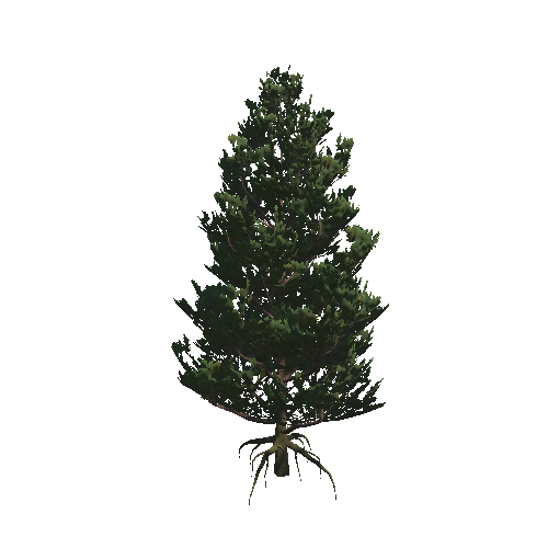 Pine_05